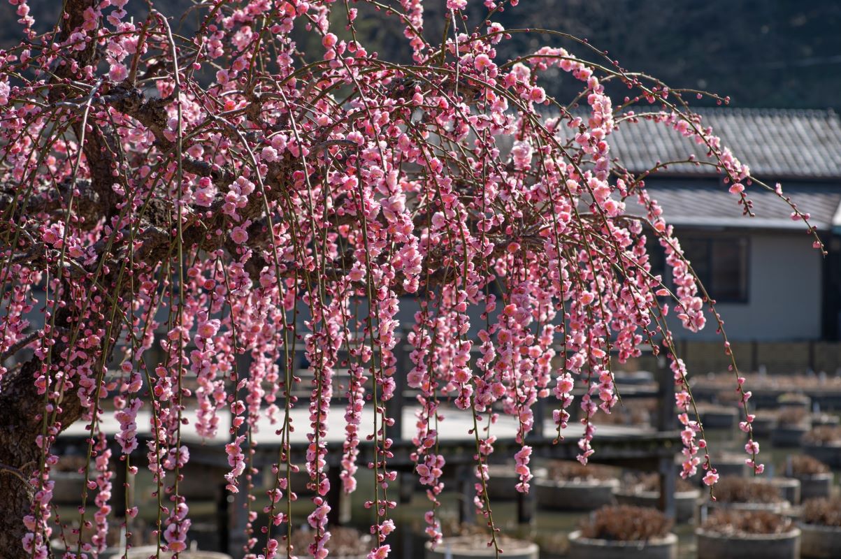 Weeping plum blossoms in Dazaifu Tenmangu